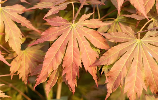 Acer pseudosieboldianum 'North Wind'