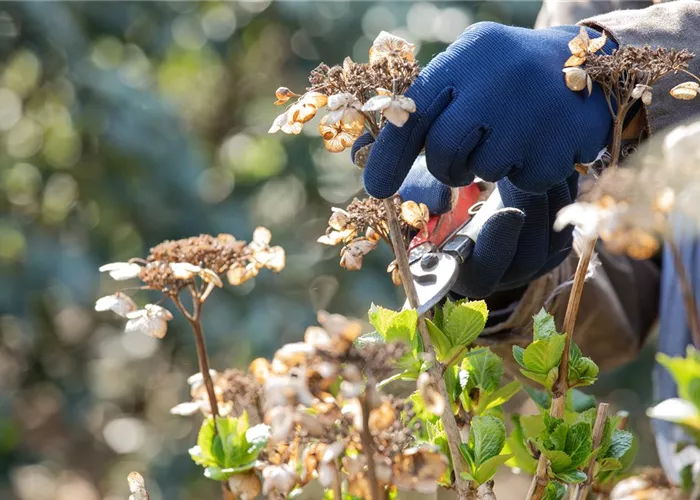 Frühjahrsputz im Garten – Das steht jetzt an