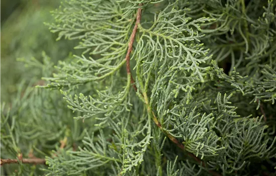 Juniperus virginiana 'Grey Owl' Juniperus virginiana 'Grey Owl'