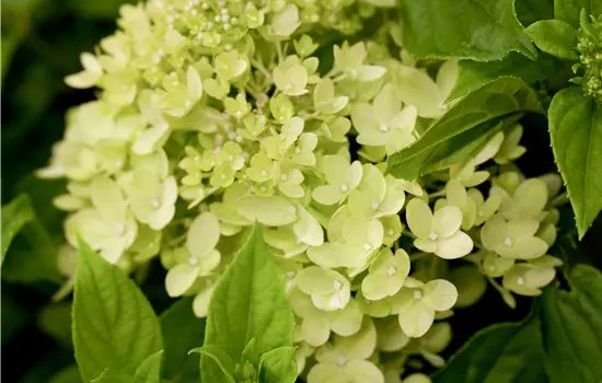 Hydrangea panic. 'Little Lime' -R-
