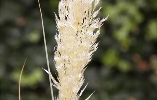 Cortaderia selloana 'Comet' -R-