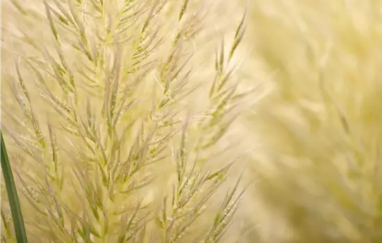 Cortaderia selloana 'Citaro'