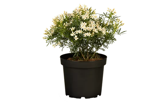 Choisya 'White Dazzler'
