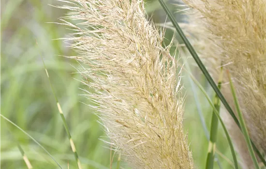 Cortaderia selloana 'Pumila' Cortaderia selloana 'Pumila'