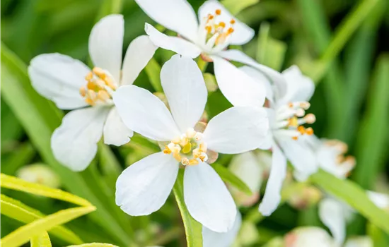Choisya ternata 'Aztec Pearl'