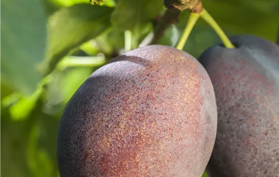 Prunus dom.'Haroma' -S- CAC Prunus dom.'Haroma' -S- CAC