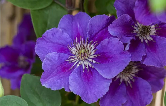 Clematis 'Ashva'