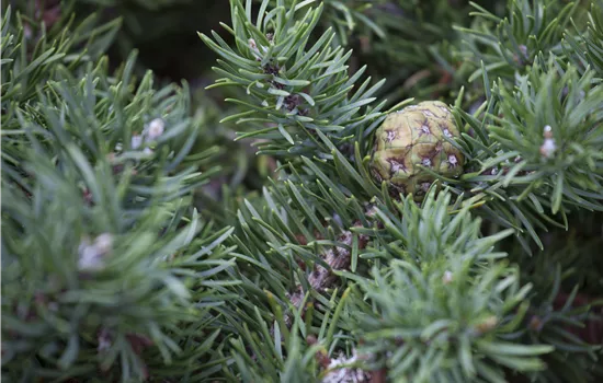 Pinus banksiana 'Tucker's Dwarf' Pinus banksiana 'Tucker's Dwarf'