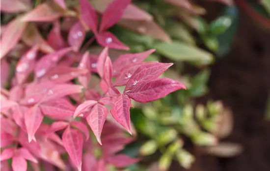 Nandina domestica 'Blush Pink'