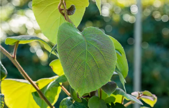 Actinidia arguta 'Prince Jumbo' Actinidia arguta 'Prince Jumbo'