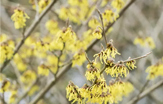 Hamamelis interm.'Arnold Promise' Hamamelis interm.'Arnold Promise'