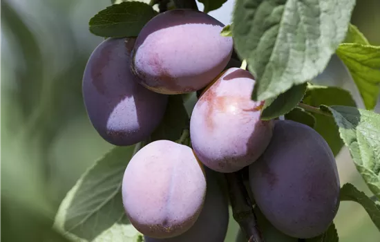 Prunus dom.'Presenta' -S- CAC Prunus dom.'Presenta' -S- CAC