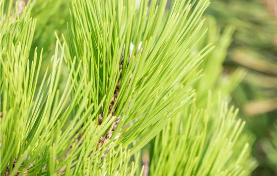 Pinus heldreichii 'Malinki' Pinus heldreichii 'Malinki'