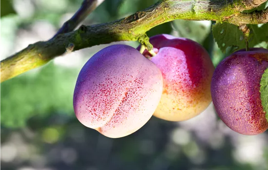 Prunus dom.'The Czar' CAC Prunus dom.'The Czar' CAC