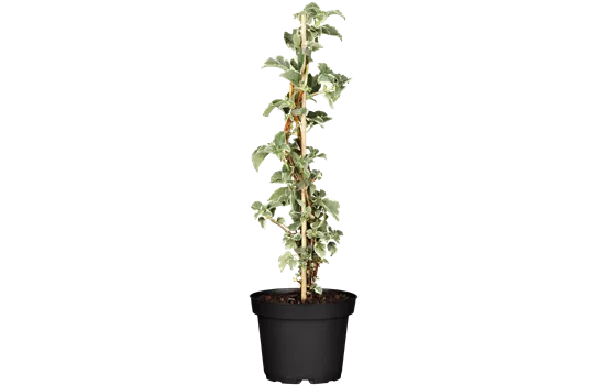 Hydrangea petiolaris 'Silver Lining' Hydrangea petiolaris 'Silver Lining'