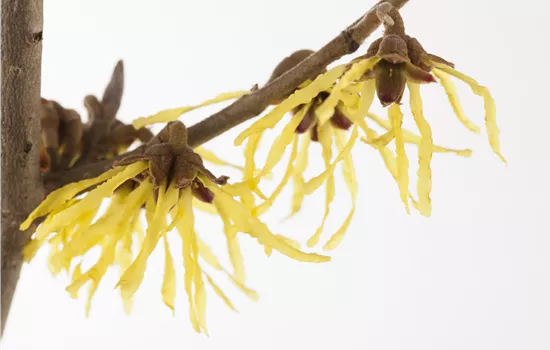 Hamamelis interm.'Pallida' Hamamelis interm.'Pallida'
