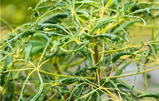 Aesculus hippocastanum 'Laciniata'
