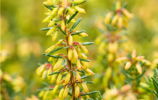 Erica carnea 'Rosalie'