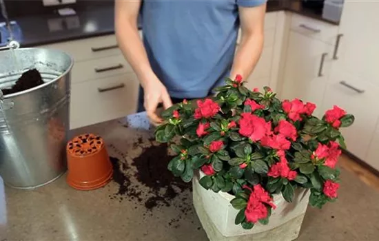 Azalee - Einpflanzen in ein Gefäß Azalee - Einpflanzen in ein Gefäß