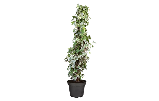 Hedera helix 'Glacier'