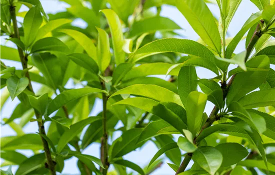 Prunus persica 'Benedicte' CAC Prunus persica 'Benedicte' CAC