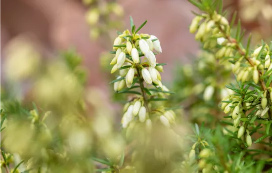 Erica carnea 'Steffi'