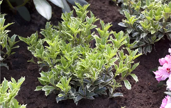Osmanthus heterophyllus 'Variegatus'