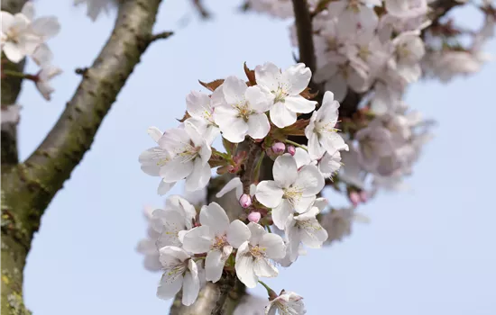 Prunus hillieri 'Spire'