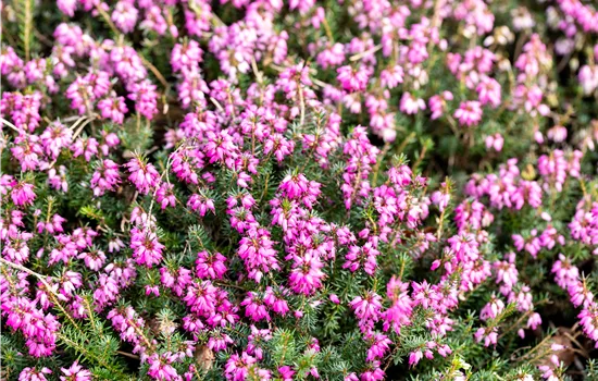 Erica carnea 'Tanja' -S-