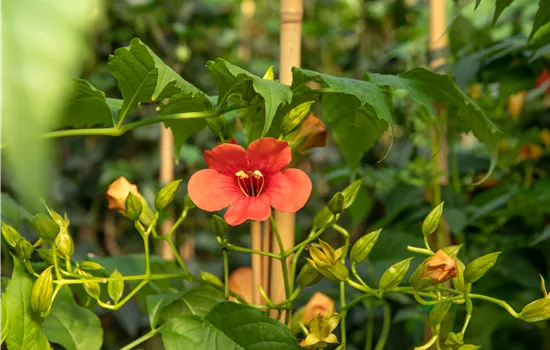 Campsis 'Stromboli' Campsis 'Stromboli'