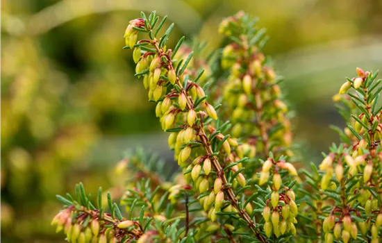 Erica carnea 'Winterfreude'