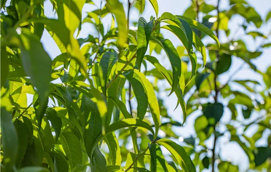 Prunus persica 'Revita' -S- CAC Prunus persica 'Revita' -S- CAC