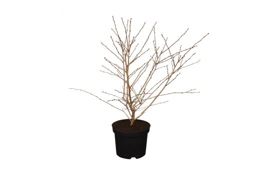 Prunus incisa 'Mikinori'
