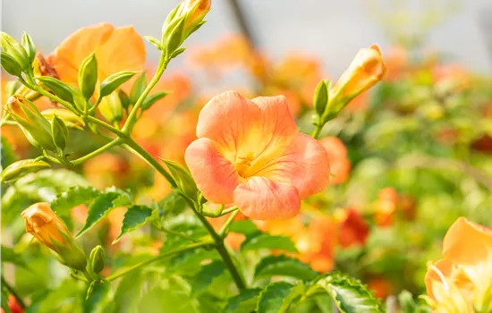 Campsis grandiflora Campsis grandiflora