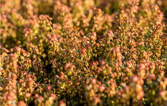 Erica carnea 'Wintersonne'