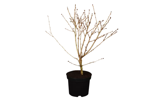 Prunus incisa 'Oshidori'