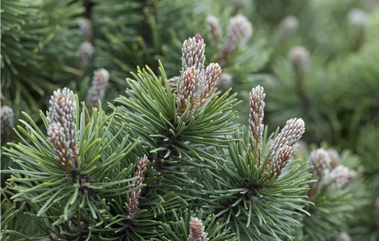 Pinus mugo 'March'
