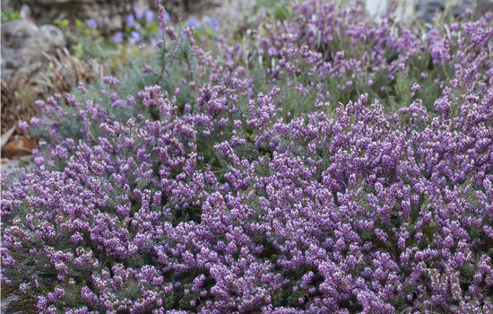 Erica carnea i.S. Erica carnea i.S.