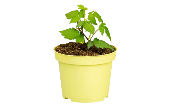 Rubus frut. 'Little Black Prince'