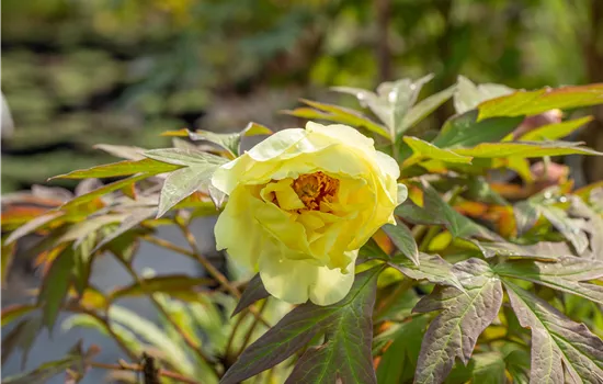 Paeonia suffr.'High Noon'