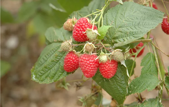 Rubus id.'Pokusa' -S- CAC Rubus id.'Pokusa' -S- CAC