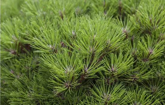Pinus nigra 'Marie Bregeon' -R-