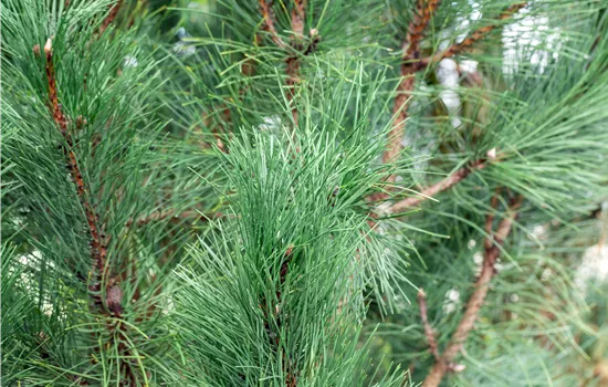 Pinus nigra 'Oregon Green'