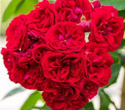 Rosa 'Chevy Chase' KL