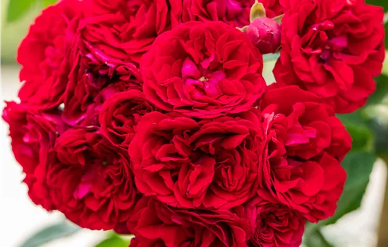 Rosa 'Chevy Chase' KL