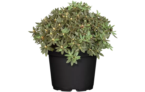 Rhododendron impeditum 'Buchlovice' Rhododendron impeditum 'Buchlovice'