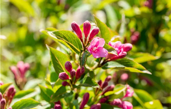 Weigela 'Pink Poppet'