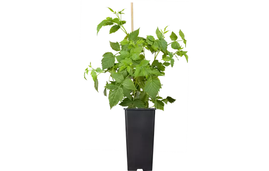 Rubus id.'Sanibelle' -R- CAC