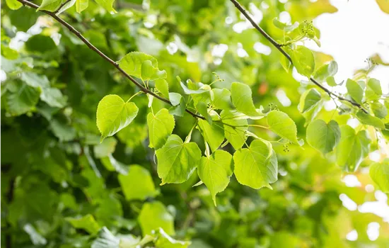 Tilia cordata 'Greenspire'