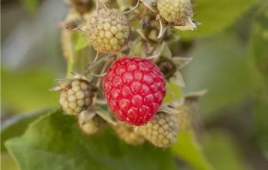 Rubus idaeus 'Ruby Beauty'